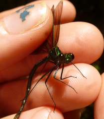 Calopteryx maculata