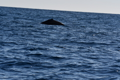 Megaptera novaeangliae