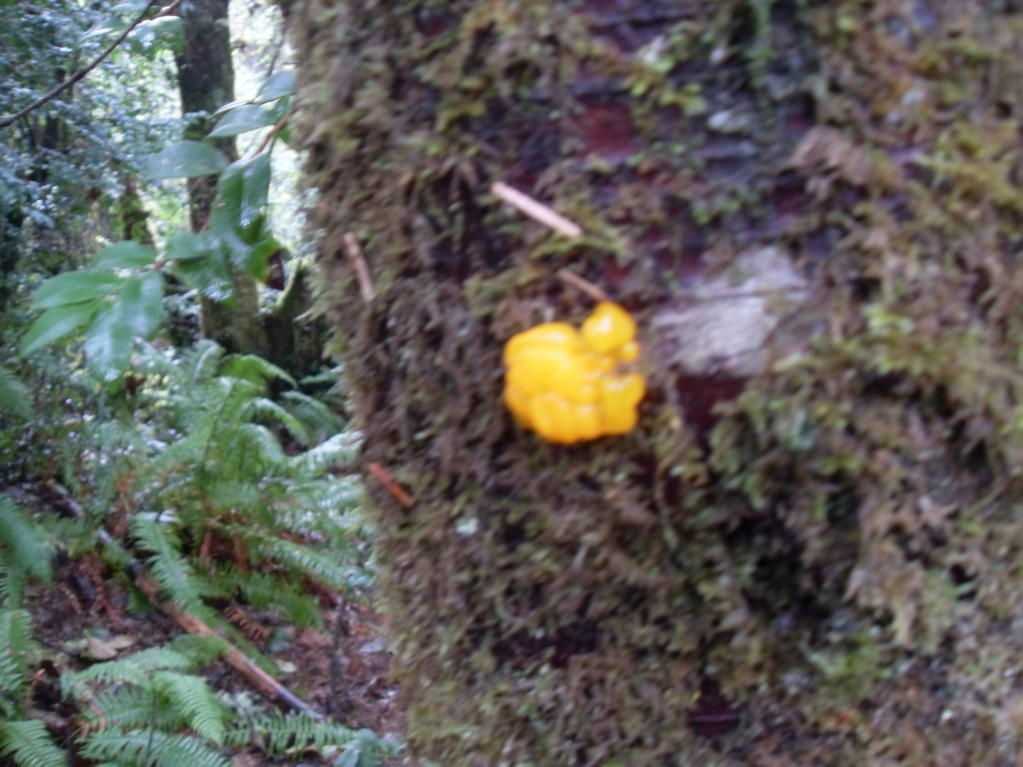 Dacrymyces stillatus image