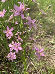 Sabatia brachiata