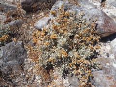 Atriplex barclayana