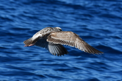 Larus