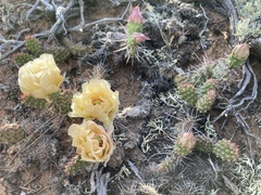 Opuntia fragilis