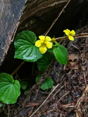 Viola glabella
