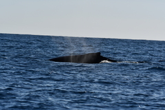 Megaptera novaeangliae