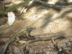 Sceloporus occidentalis