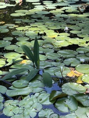 Nelumbo lutea