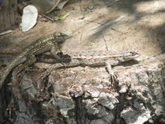 Sceloporus occidentalis