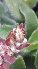 Aphthona nigrilabris