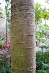 Agathis dammara