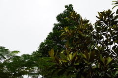 Agathis dammara