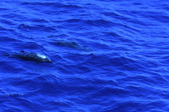 Delphininae