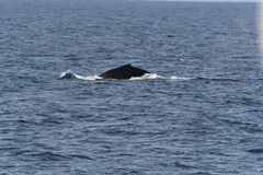 Megaptera novaeangliae