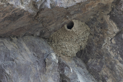 Cecropis daurica rufula