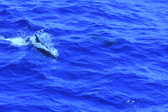 Delphininae