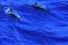 Delphininae