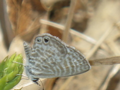 Leptotes marina