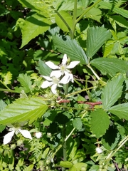 Rubus setosus