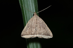 Lysimelia alstoni