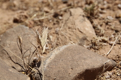 Bromus danthoniae