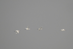 Platalea leucorodia