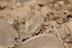 Bromus danthoniae