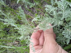 Artemisia nitrosa