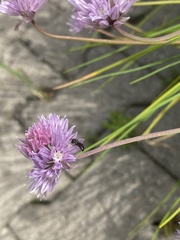 Hylaeus communis