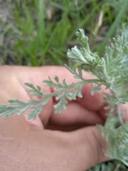 Artemisia nitrosa