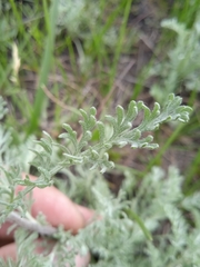 Artemisia nitrosa