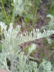 Artemisia nitrosa