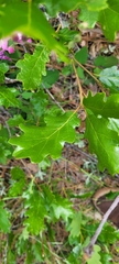 Quercus garryana breweri
