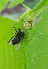 Ebrechtella tricuspidata