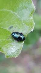 Crepidodera