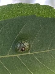 Phylloxera notabilis