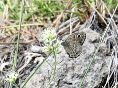 Pampasatyrus gyrtone