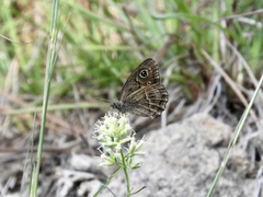 Pampasatyrus gyrtone