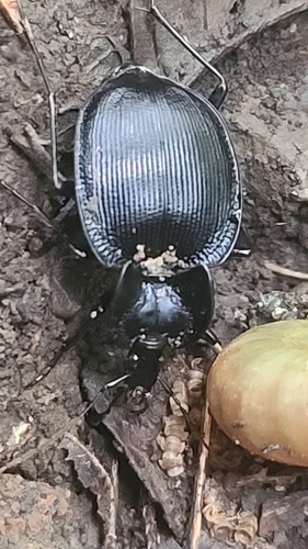 Unicolor Snail-eating Beetle photo 4