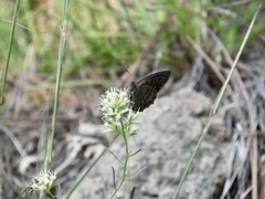 Pampasatyrus gyrtone