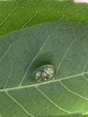 Phylloxera notabilis