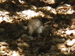 Otospermophilus beecheyi