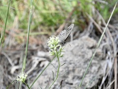 Pampasatyrus gyrtone