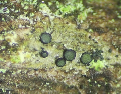 Cresponea chloroconia