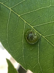 Phylloxera notabilis