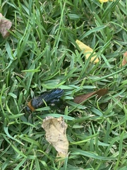 Campsomeriella thoracica