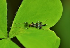 Kribiodorum perpulchrum