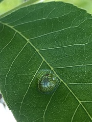 Phylloxera notabilis