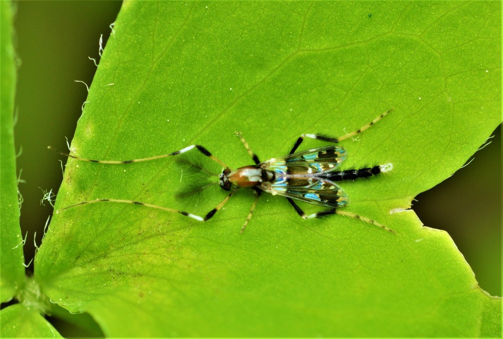 Chironominae