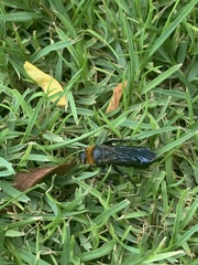 Campsomeriella thoracica