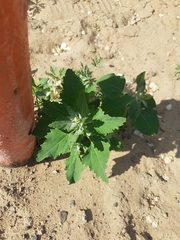 Chenopodium album